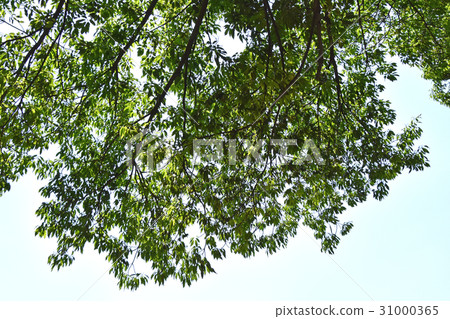 Shirakashi（Shirakashi） 31000365