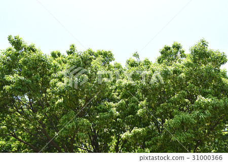 Shirakashi（Shirakashi） 31000366