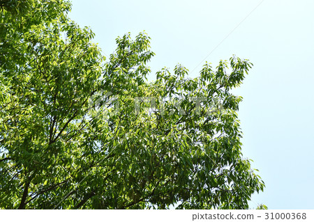 Shirakashi（Shirakashi） 31000368