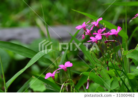 Anchovy flowers 31000462