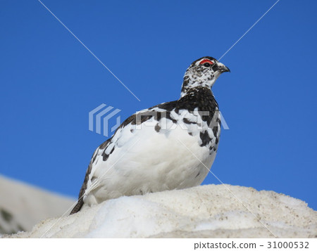 Ptarmigan Ptarmigan 31000532