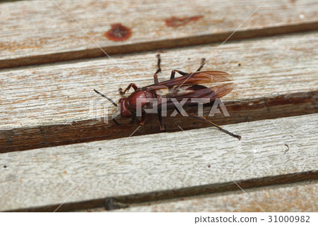 Brown-footed bee Brown-footed bee 31000982