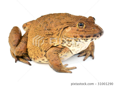 Frog on White background 31001290