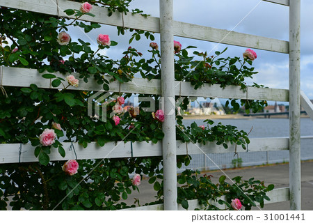 Rose Rose 31001441