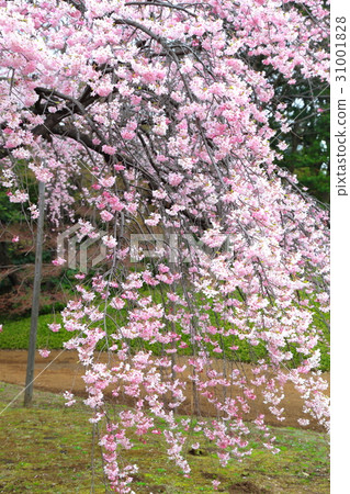 Branched cherry blossoms at Koishikawa Korakuen Branched cherry blossoms at Koishikawa Korakuen 31001828