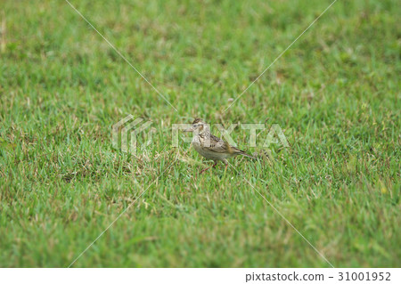 亞洲短趾百靈 31001952