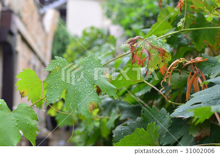 Vine Leaves with Rain Drops 31002006