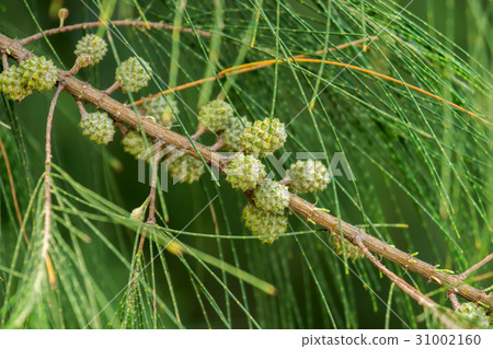 Sea pine flower. Sea pine flower. 31002160