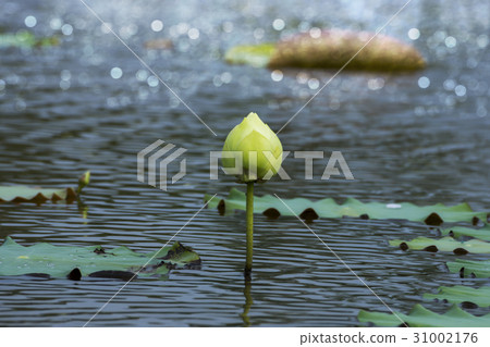 Green lotus flower in blooming. Green lotus flower in blooming. 31002176
