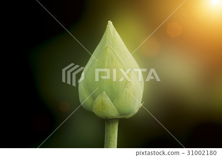 Green lotus flower blooming in the dark background 31002180