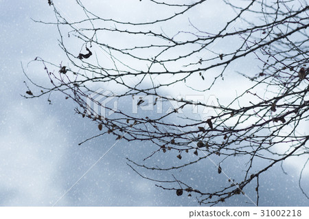 Tree branches 31002218