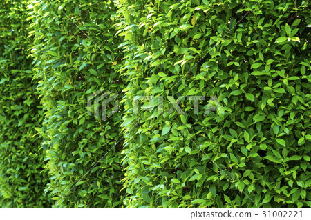 Banyan leaves green wall background Banyan leaves green wall background 31002221