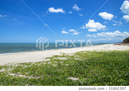 Ipomoea on the beach. Ipomoea on the beach. 31002397