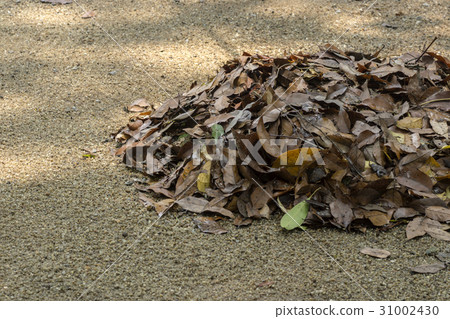 Brown fallen leaf laying on the ground. Brown fallen leaf laying on the ground. 31002430