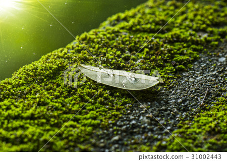 water drop on leave and moss with light. 31002443