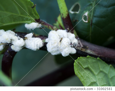 White aphid on tree. 31002581