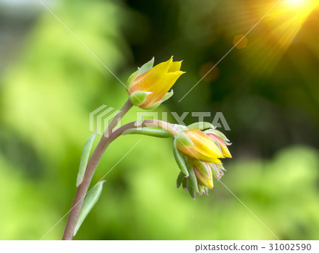 Close up flower of Cactus desert plant. 31002590