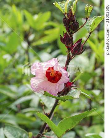 Hibiscus sabdariffa or roselle fruits flower. 31002606