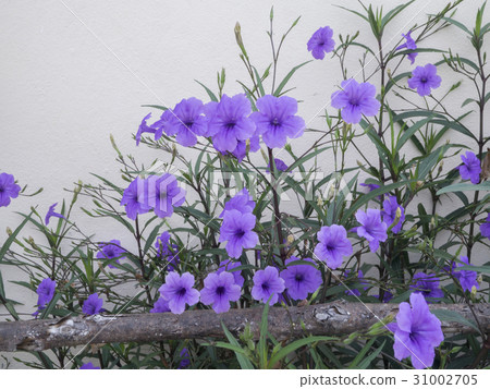Purple flowers in the garden 31002705