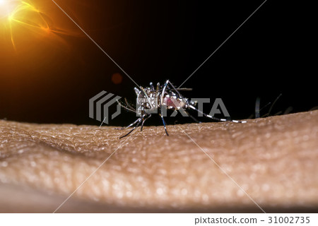Close-up of mosquito sucking blood with light. 31002735