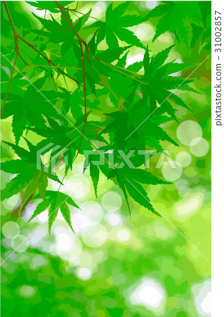 初夏Momiji 31002857