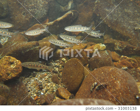 鱒魚 31003138