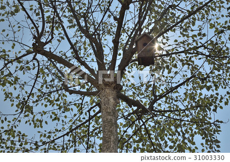 Birdhouse in Tree Top 31003330