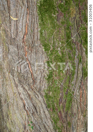 Tree Bark and Moss Tree Bark and Moss 31003406