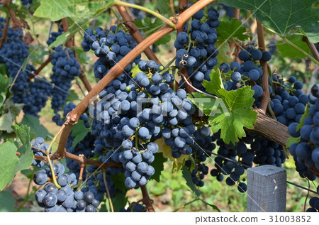 Grape and Vine Grape and Vine 31003852