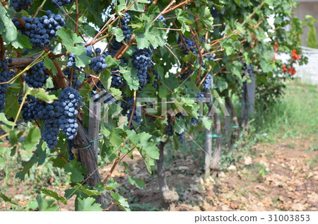 Juicy Grape and Vine 31003853