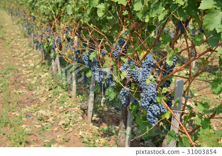 Grape and Vine in Summer 31003854