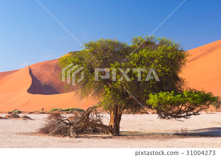 The scenic Sossusvlei and Deadvlei 31004273