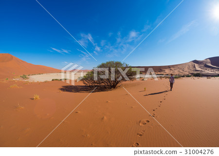 Tourist walking on the scenic dunes of Sossusvlei 31004276