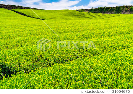 "Shizuoka prefecture" Tea field in Imamiya "Shizuoka prefecture" Tea field in Imamiya 31004670