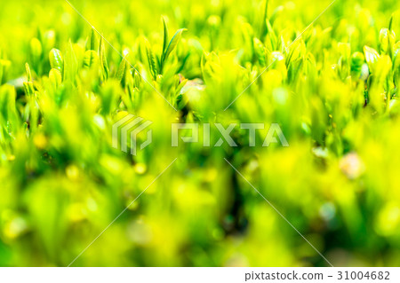 "Shizuoka prefecture" Tea field at harvest season "Shizuoka prefecture" Tea field at harvest season 31004682