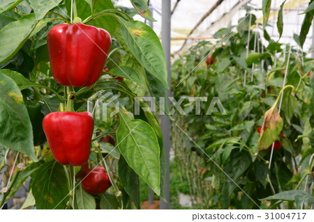SWEET PEPPER / BELL PEPPER SWEET PEPPER / BELL PEPPER 31004717