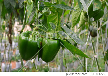 SWEET PEPPER / BELL PEPPER 31004722
