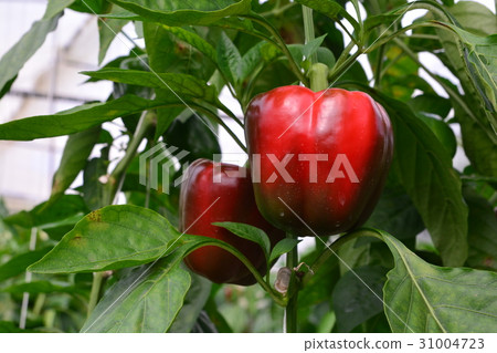 SWEET PEPPER / BELL PEPPER 31004723