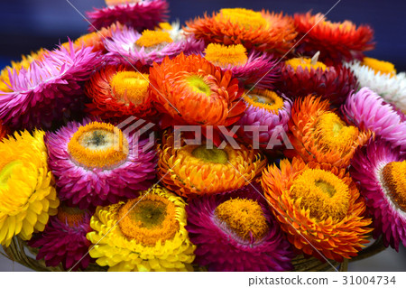 Beautiful of colorful dry everlasting flowers  31004734