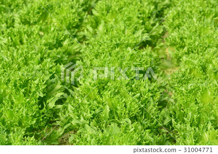hydroponic plants in vegetable garden farm 31004771