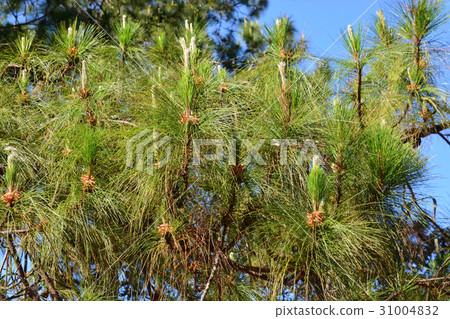 The Pinaceae (pine family) are trees in forest The Pinaceae (pine family) are trees in forest 31004832