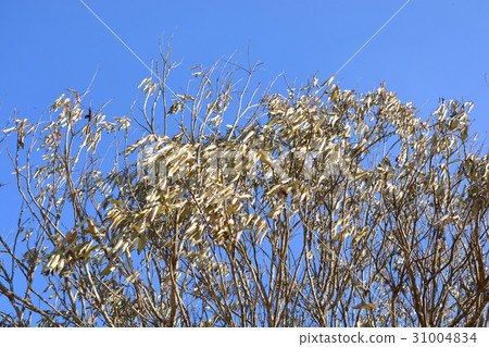 leaves dried on tree copy space for add text leaves dried on tree copy space for add text 31004834
