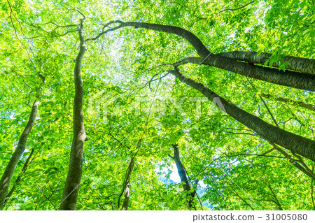  Fresh green eco image 31005080