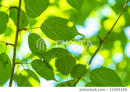 Fresh green eco image Fresh green eco image 31005189