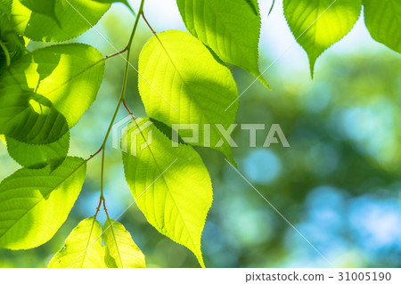 Fresh green eco image Fresh green eco image 31005190