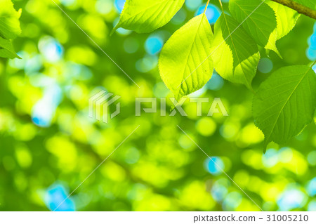  Fresh green eco image 31005210