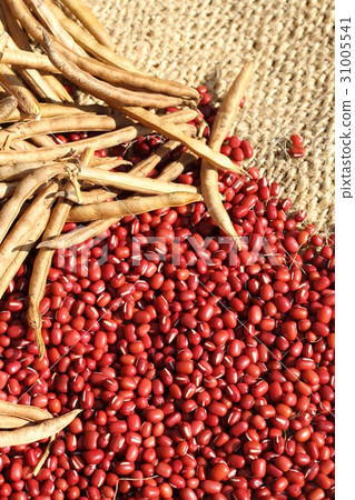 乾燥，收穫，家庭園藝的紅豆從北海道 31005541