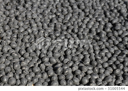 Hokkaido black bean, black soybean harvest, drying, home garden 31005544