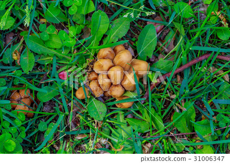 Small nature mushroom on green grass field Small nature mushroom on green grass field 31006347