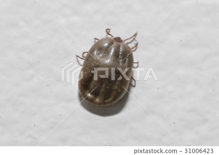 tick on the wall. 31006423